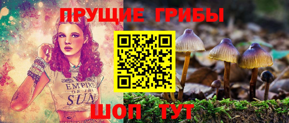 Псилоцибиновые грибы Psilocybine cubensis Севастополь